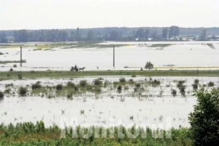 Despagubiri pentru culturile calamitate